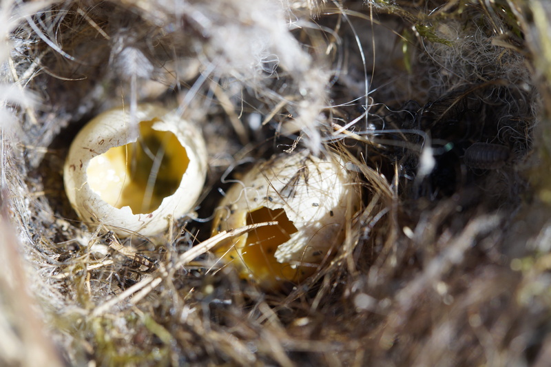 animal nest, beginnings, animal, high angle view, vulnerability, fragility, nest robbers, animal themes, nature, tit nest, birds nest, elster, day, nest