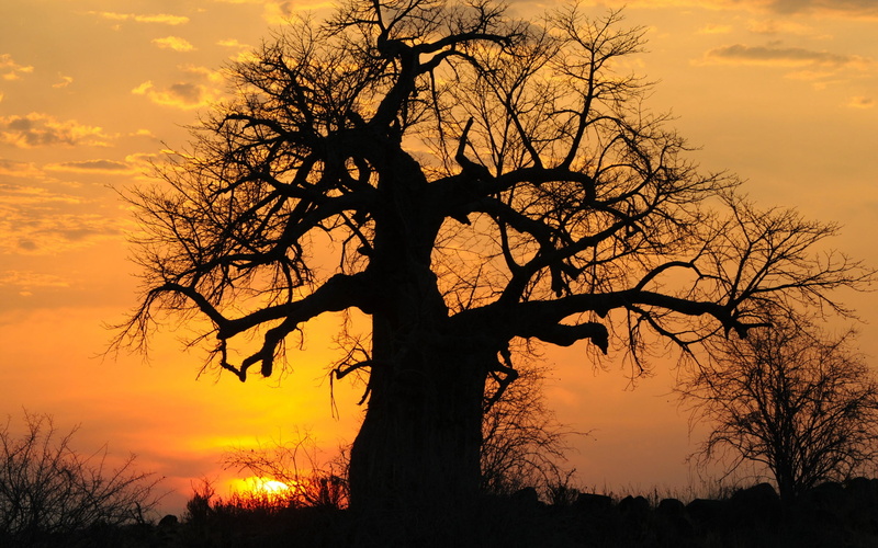 baobab, trunk, outdoors, branch, tranquility, tree trunk, tree, orange color, silhouette, plant, scenics - nature, sunset, 2K, beauty in nature, nature
