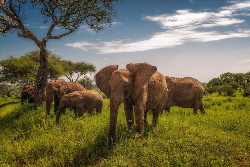 Tarangire National Park, Tanzania, 1080P, Africa, elephants