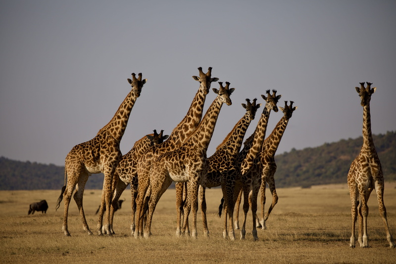 group of animals, safari, herd, animal wildlife, wildlife, s, land, grass, mammal, animal themes, large group of animals, domestic animals, no people, animals in the wild