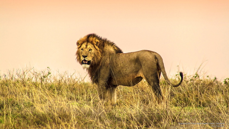 prey, ngorongoro, 2K, crater, tanzania, scanning, Animals