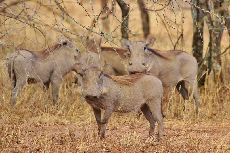 mammal, tanzania, animal themes, animal, group of animals, nature, young animal, day, serengeti, wild, warthogs, warthog, vertebrate, 2K, domestic animals