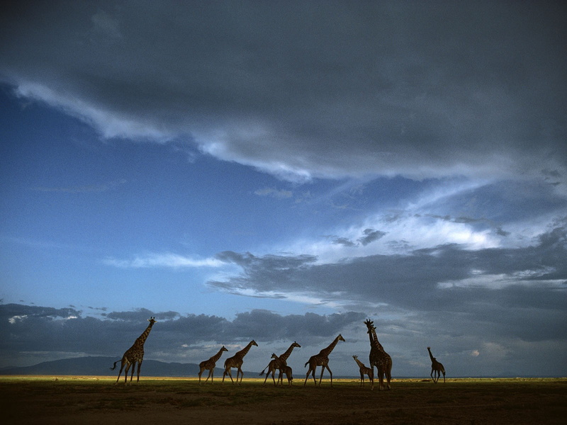 scenics - nature, domestic animals, livestock, park, 720P, group of people, animal, Serengeti, nature, National, beauty in nature, animal wildlife, group of animals