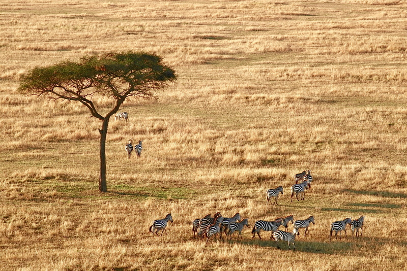outdoors, plain, group of animals, africa, overlook, sunlight, domestic animals, animal, landscape, animal wildlife, grass, field, plant, herbivorous, livestock
