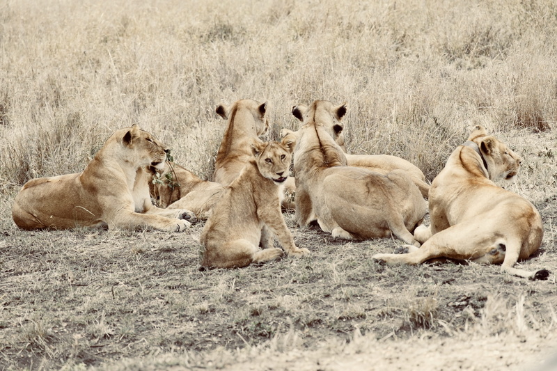 group of animals, young animal, cat, animal family, serengeti national park, female animal, 5K, field, lion - feline, cub, carnivora, mammal, undomesticated cat