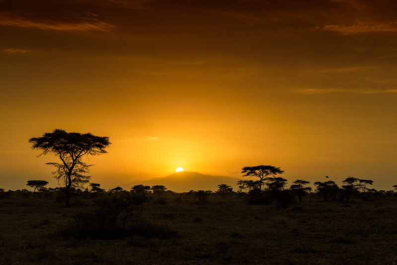 Africa, 1080P, Savannah, Earth, Sunrise, Tanzania, Tree, Hill, Dawn