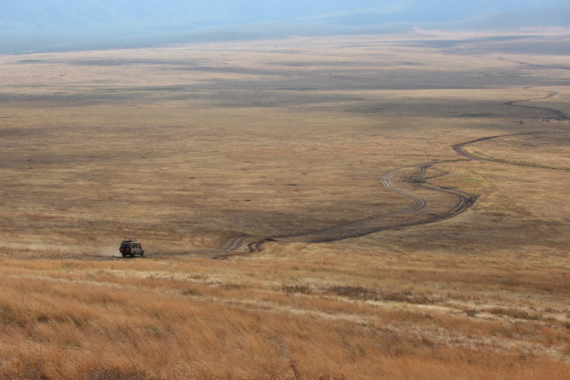 mammal, no people, tranquil scene, safari, field, grass, plant, tracks, jeep, non-urban scene, landscape, animal themes, outdoors, cloud - sky, road, tanzania