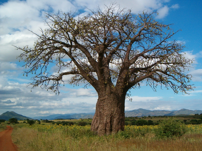 landscape, non-urban scene, wood, plant, tree, beauty in nature, cloud - sky, growth, mountain, cloudy, environment, tranquility, grass, baobab, 1080P