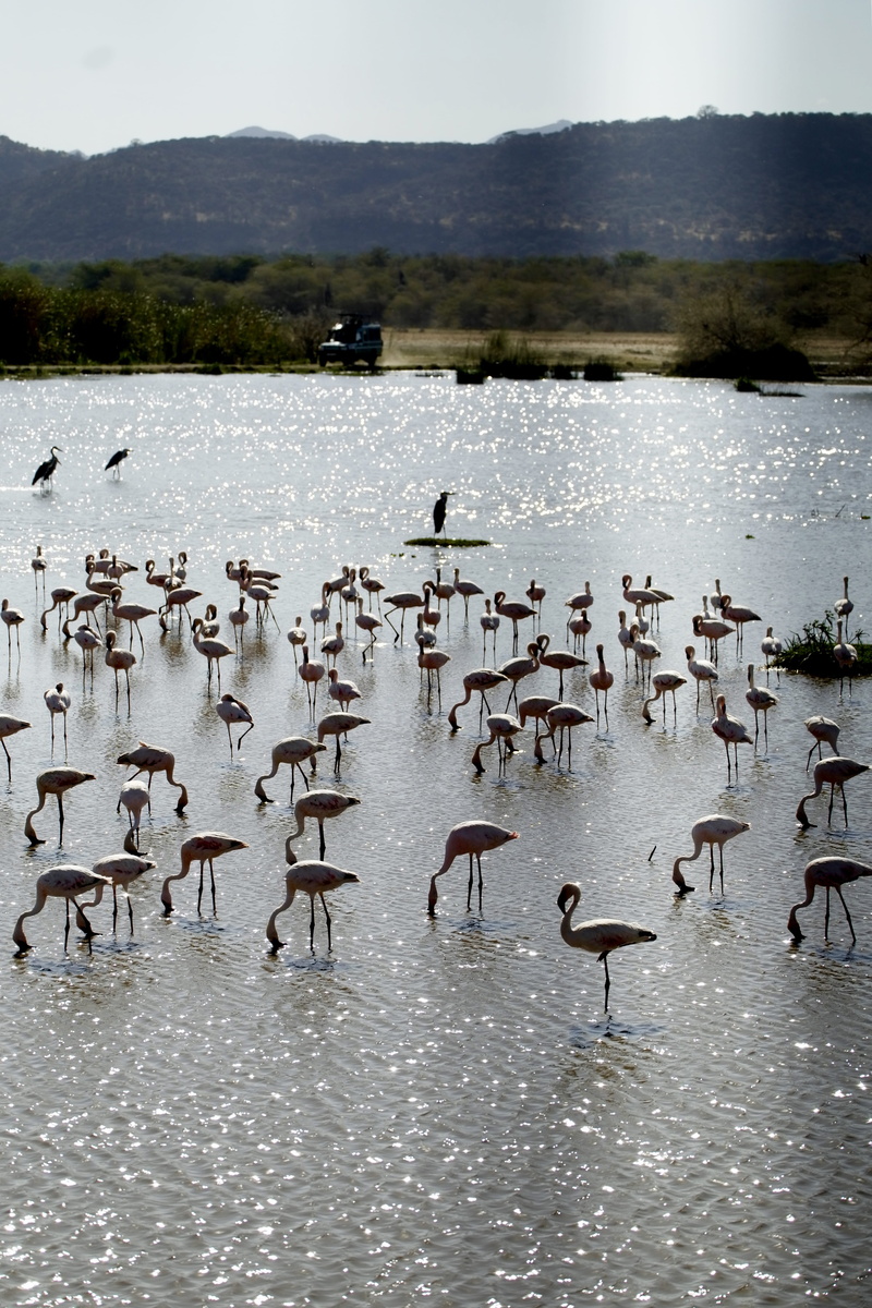 large group of animals, 5K, waterfront, arusha, beauty in nature, floating on water, animal, goose, lake, nature, water, no people, tanzania, animals in the wild