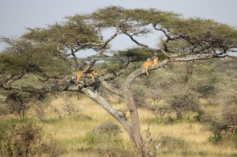 animal wildlife, serengeti national park, tanzania, lion, no people, animals in the wild, 2K, lioness, tranquility, animal themes, wild, land, beauty in nature
