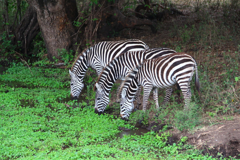 plant, group of animals, animal, green color, africa, herbivorous, animal themes, striped, land, crowd, tanzania, grass, field, forest, tree, unique, vertebrate
