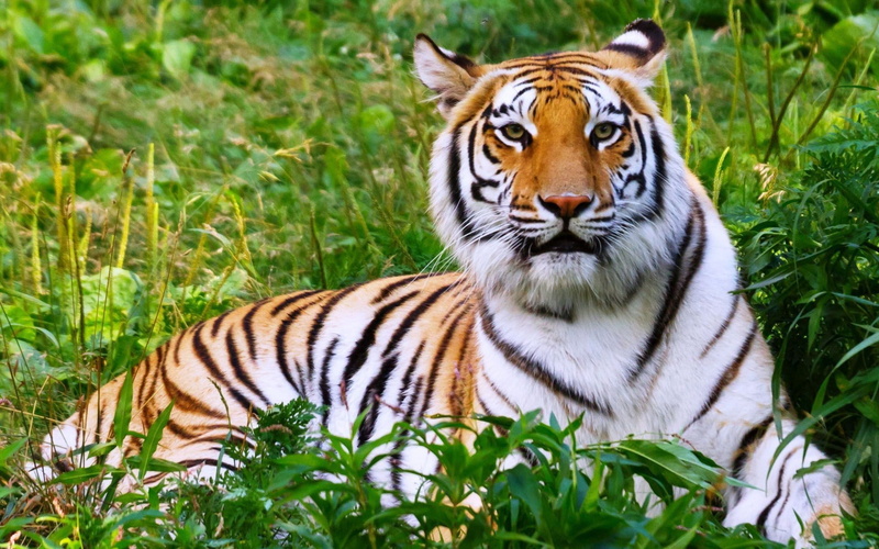 grass, wildlife Reserve, animal themes, undomesticated Cat, bengal Tiger, endangered Species, nature, safari Animals, zoo, vertebrate, tigris River, africa