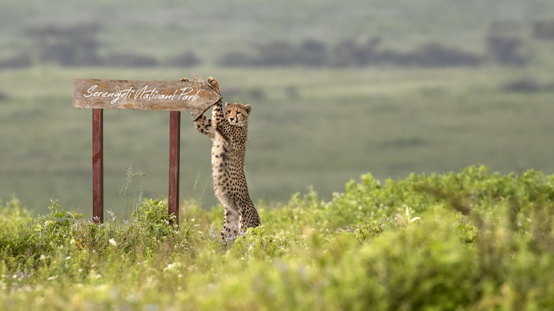 africa, 1080P, Cheetah, Serengeti National Park