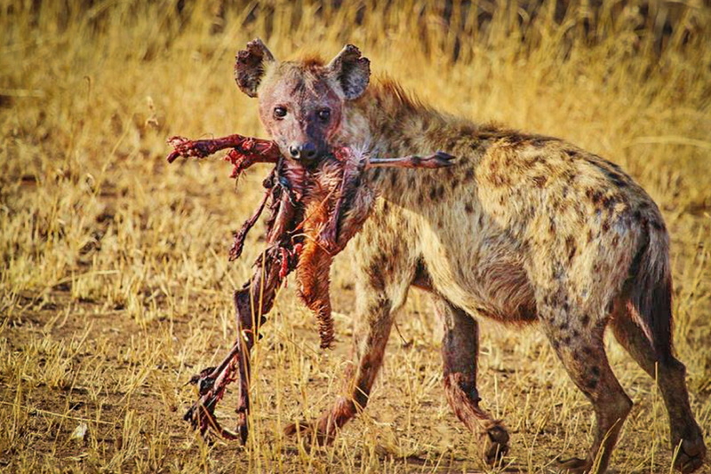 animal, tanzania, animal world, sunlight, mammal, beside, wolf, animals, domestic, 2K, african, wildlife, safari, eating, outdoors, wild, grass, africa