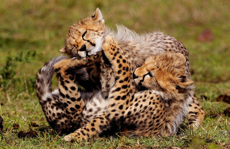 wildlife, green Color, cheetah, two, 4K, outdoors, animals And Pets, lying Down, looking, camouflage, day, wilderness Area, cub, grass, africa, togetherness