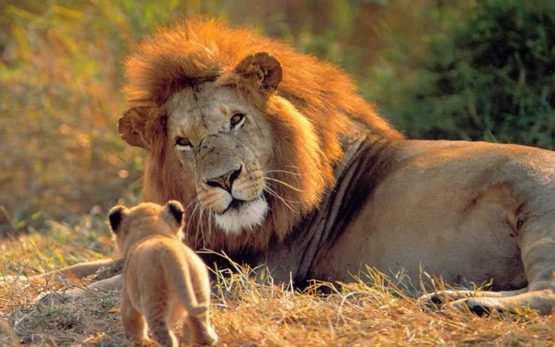 two, east Africa, animals And Pets, serengeti National Park, cat, animal family, plain, south Africa, animal, male Animal, tanzania, vertebrate, africa