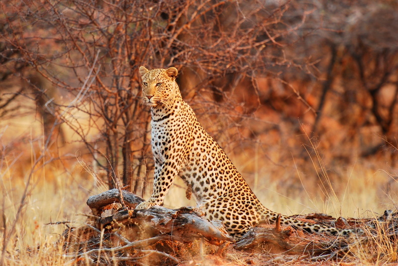 leopard, hunting, mammal, serengeti National Park, no people, animals Hunting, masai Mara, one animal, kruger National Park, nature, nature Reserve, plain