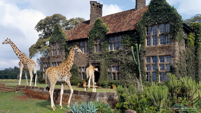 near, kenya, giraffe, 2K, Africa, nairobi, manor