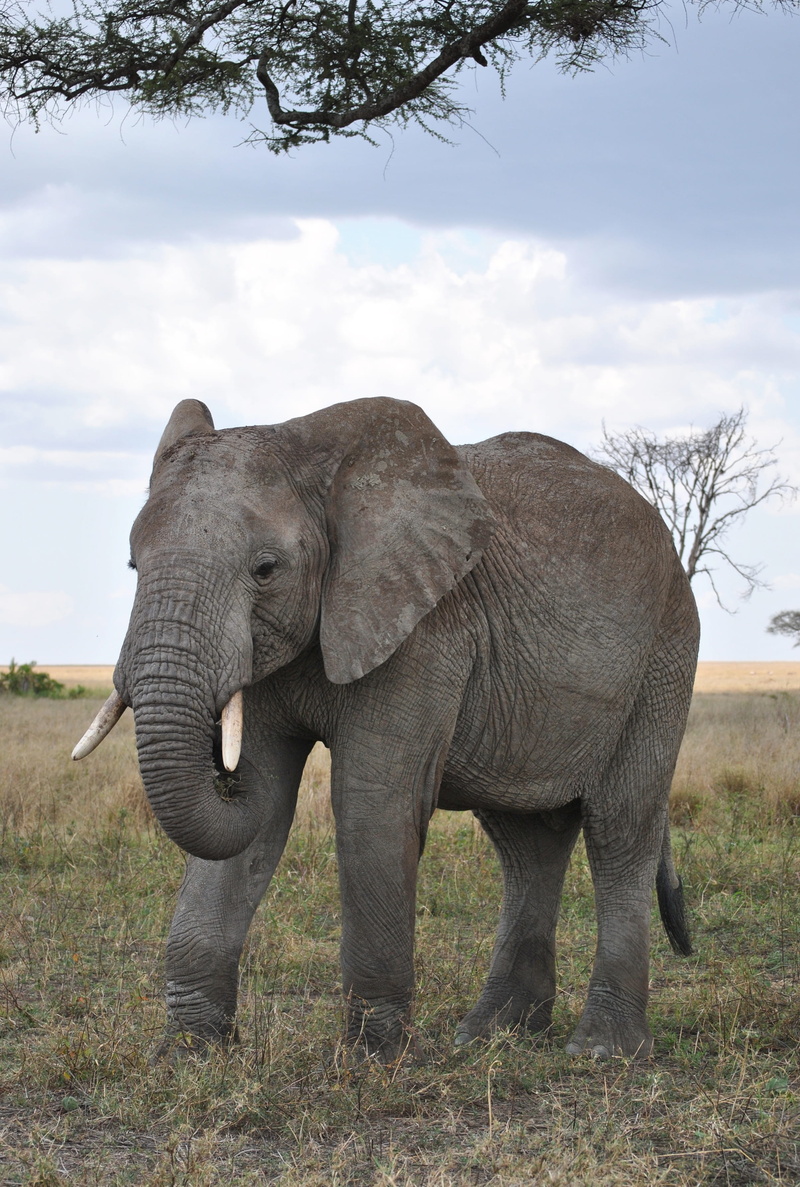 2K, green, safari, africa, animal wildlife, day, green grass, gray, grass, mammal, tree, african elephant, animal trunk, animal themes, field, elephant