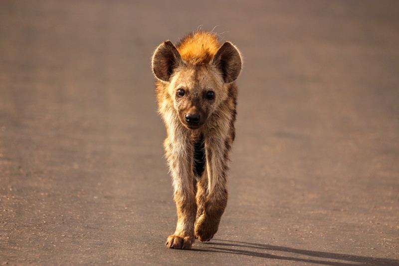 looking at camera, portrait, animal, animals in the wild, standing, alertness, full length, 5K, nature, vertebrate, young animal, animal wildlife, front view