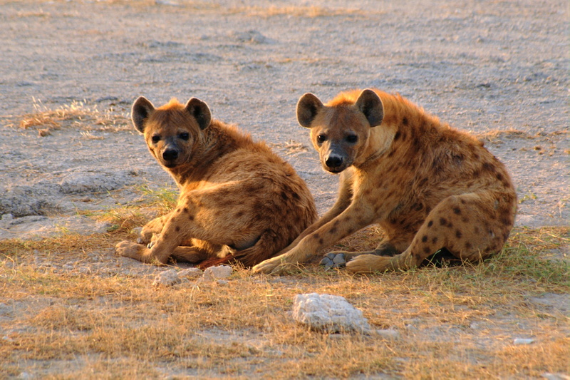 two, water, hyena, looking at camera, portrait, animal family, vertebrate, land, Animals, cub, no people, mammal, animals in the wild, brown, two animals