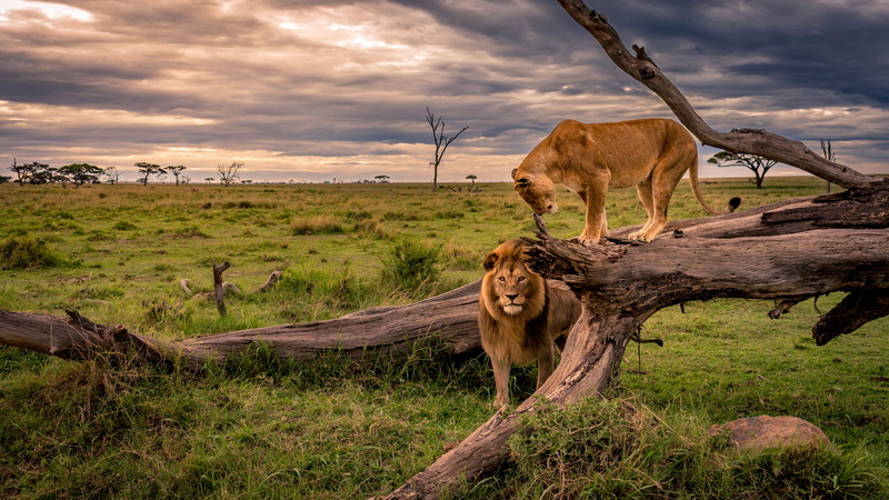 tree, Africa, pair, two, snag, Savannah, Leo, field, lions, lioness, grass, 4K