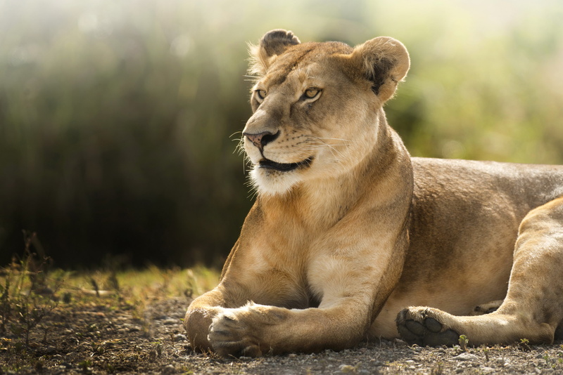 yellow, Lioness, Wild, African lion, 4K, 4K