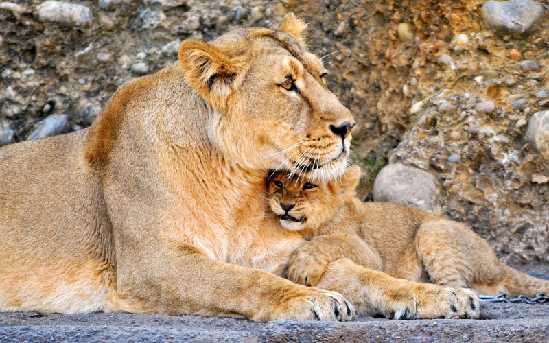 animals, cub, cab, 1920x1200, 1080P, lion, brown, lioness