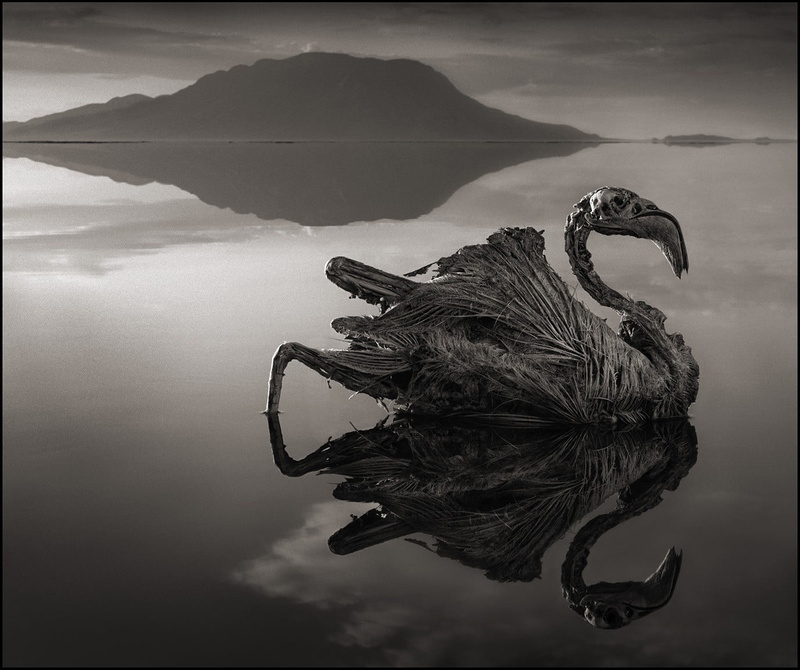 hills, Lake Natron, 720P, bird, beauty in nature, lake, feathers, dead, cloud - sky, sky, Africa, reflection, mountain, creepy, outdoors, one animal, monochrome