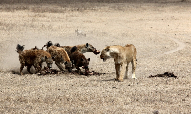 pets, jackals, outdoors, hunting, animal, lion, hyena, animal family, no people, field, young animal, on safari, wildlife, mammal, vertebrate, hunter, kill