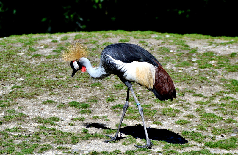 one animal, animal themes, crowned, focus on foreground, baleurica, field, baleurica regulorum, full length, Grey Crowned Crane, animals in the wild, grass