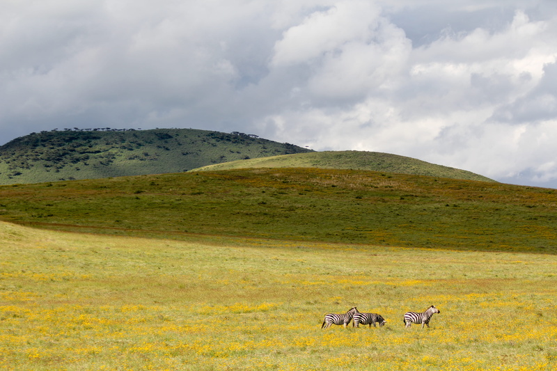 mountain, animal wildlife, domestic animals, landscape, field, beauty in nature, environment, sun, scenics - nature, livestock, colours, ngorongoro, outdoors