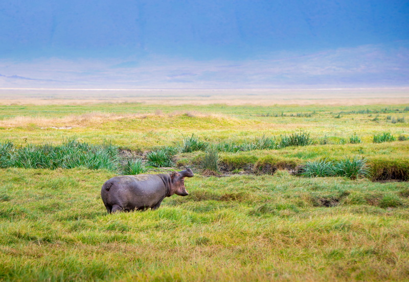 black, nature, animal wildlife, wildlife, environment, ngorongoro, land, grassland, mammal, side view, no people, green, animal themes, flora, 4K, crater
