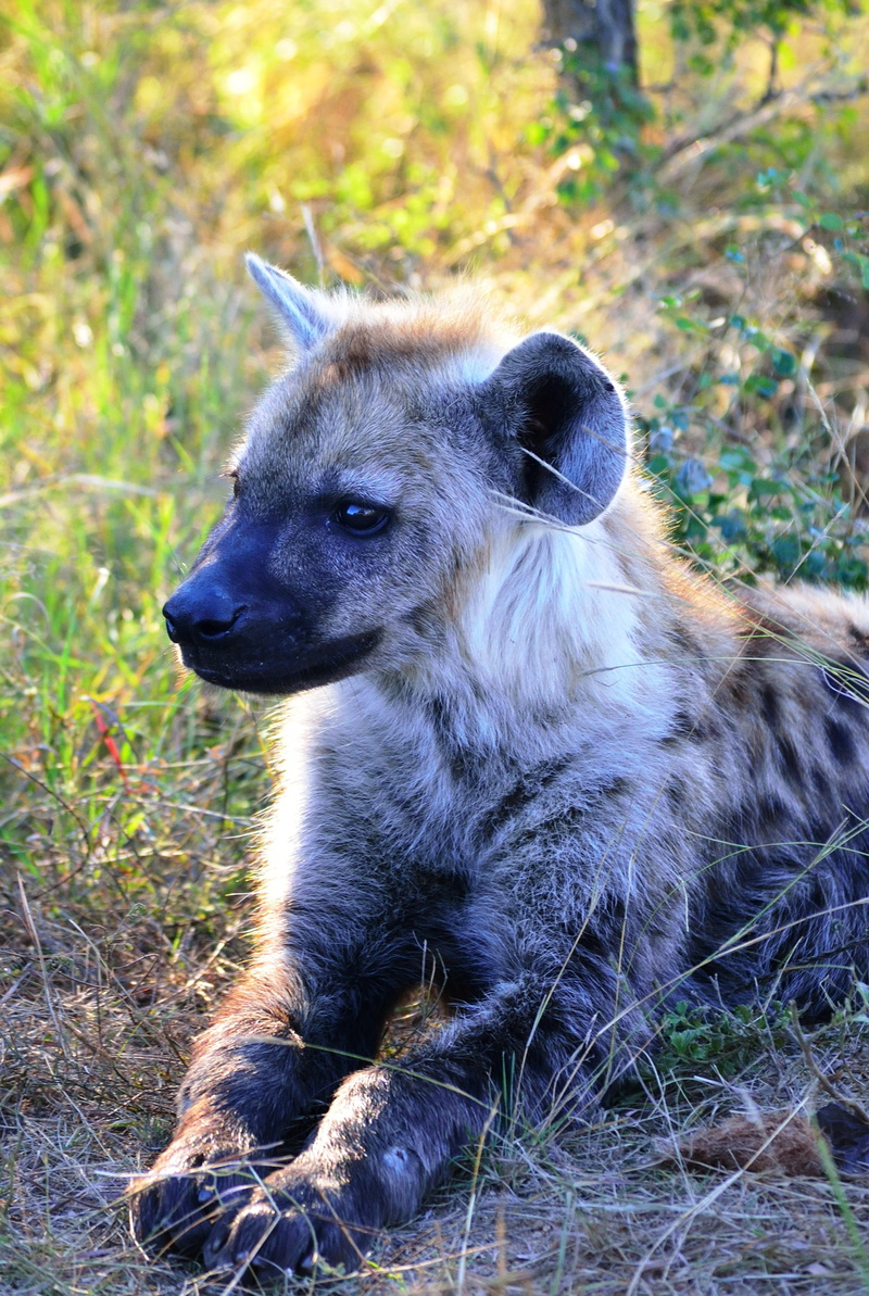 predator, safari Animals, Africa, grass, wildlife, plant, mammal, close-up, animal themes, bush, relaxation, south africa, wild, spotted, animals In The Wild
