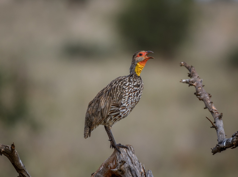 Travel, tourism, Preserve, Holiday, pternistisleucoscepusbird, manyara, Africa, tarangire, spurfowl, Wild, Adventure, conservation, Destination, africanbird