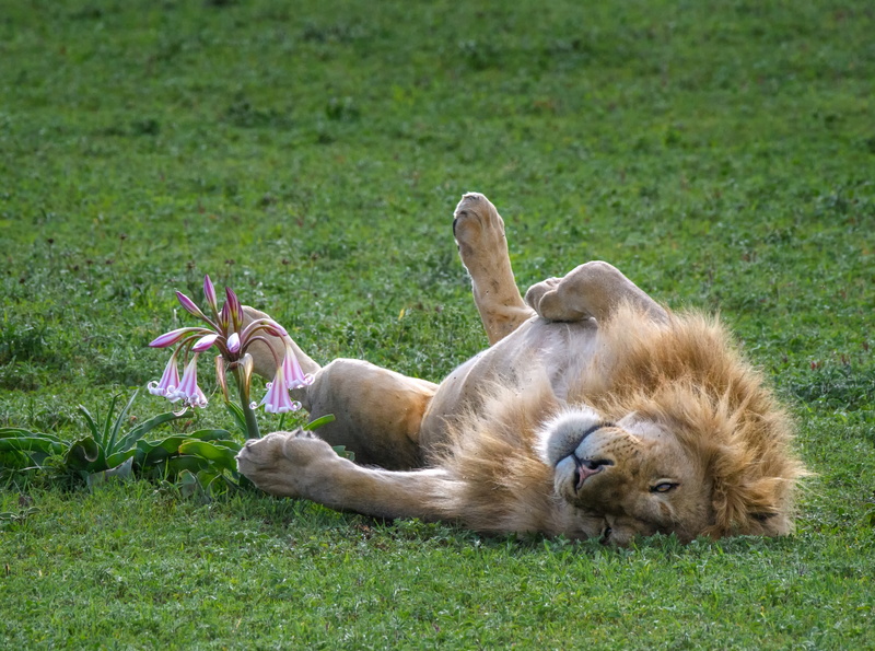 Male, sleeping, View, animal wildlife, Destination, Africa, Species, animals in the wild, grass, lying down, Scenery, outdoors, malelion, Protect, land