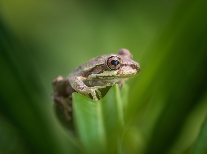 Florida, conservation, vertebrate, Adventure, Macro, focus on foreground, green color, Photography, Safari, Scenery, Wild, animal eye, Preserve, Trip, Reptiles and Frogs
