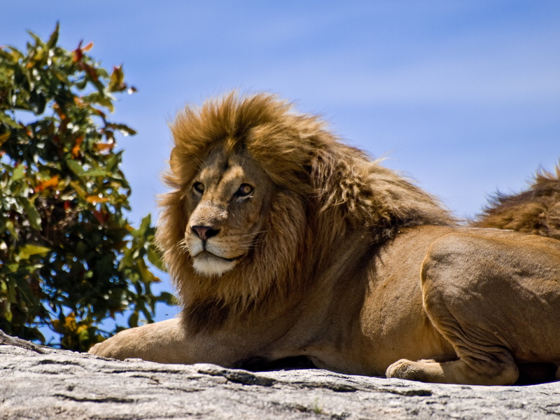 lion - Feline, outdoors, Rock, digital-camera, kenya, Lion, carnivore, animal, vacation, mammal, Zuiko Digital, digital-slr, Olympus E-510, family, animals In The Wild