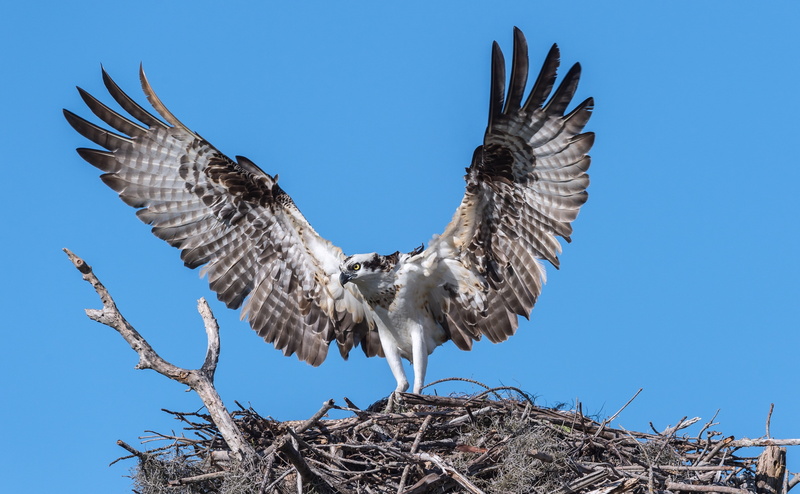 Tour, Species, Park, visit, birdofprey, Hawk, Photography, Bird, fisheagle, seahawk, fishhawk, Preserve, Animal, Nature, Travel, Wings, riverhawk, Wild