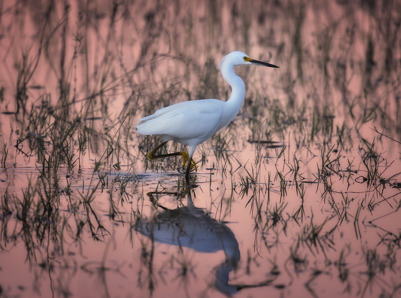 Tour, reflection, animal wildlife, water, lake, Holiday, Bird, FredCBabcock, animals in the wild, perching, snowyegret, focus on foreground, Birds, Destination