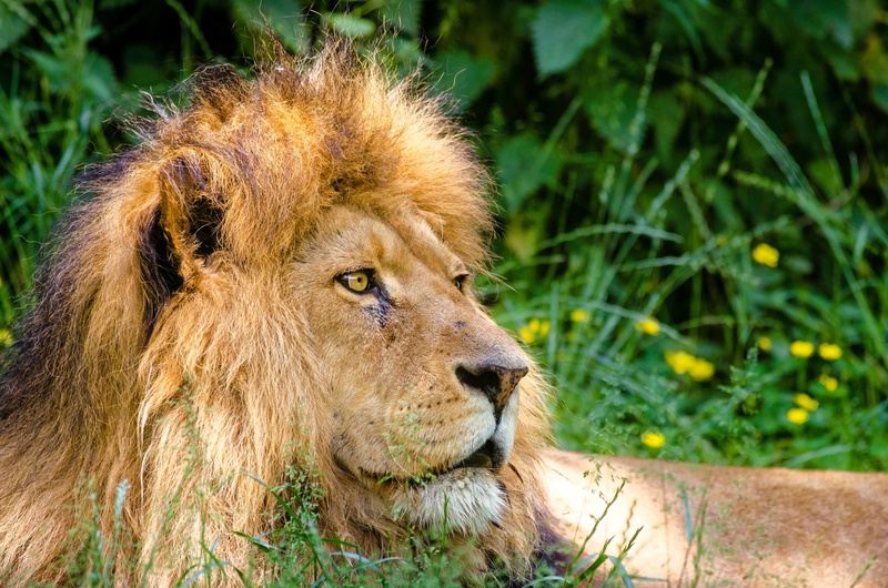 lioness, big Cat, male, savannah, animals In The Wild, african lion, undomesticated Cat, one animal, zoo, day, no people, kenya, vertebrate, carnivore