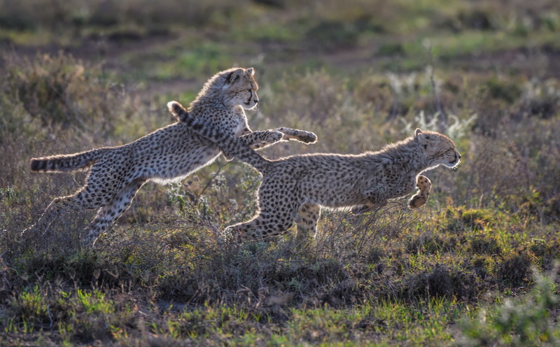 big cat, animals in the wild, group of animals, animal themes, 5K, ndutu, plant, Species, Tour, Wild, Cheetah, Adventure, grass, arusha, animal wildlife