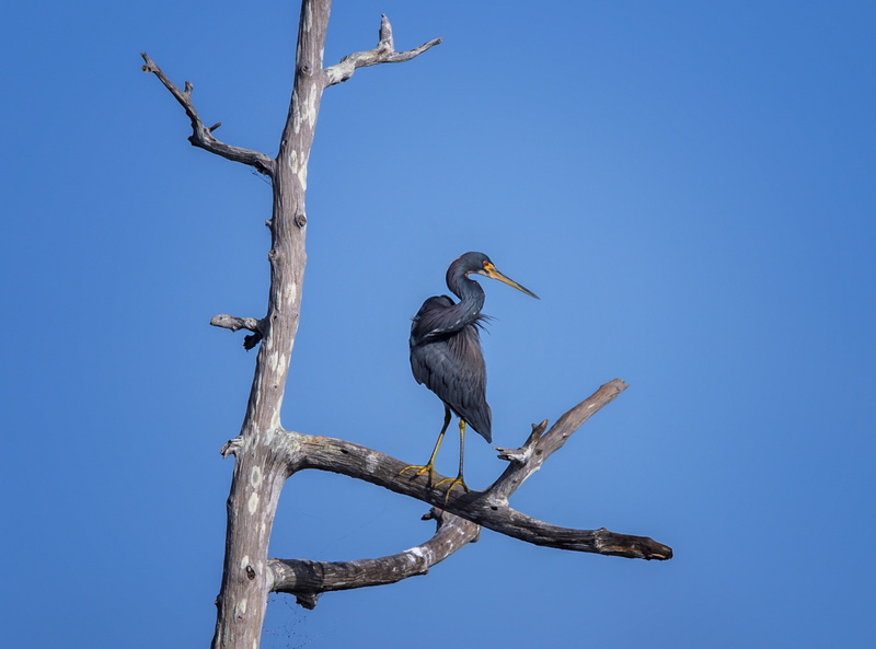 wildlife, blue, Adventure, Protect, snag, Animals, Species, Animal, bird, CharlotteCounty, Trip, conservation, egrettatricolor, one animal, Preserve, perching