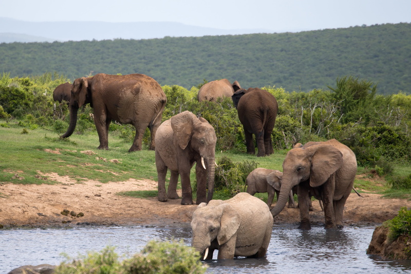 outdoors, animal wildlife, vertebrate, elephants, herbivorous, african elephant, grass, trees, safari, bathing, plant, south africa, animal themes, no people