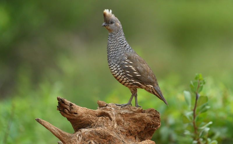 tourism, focus on foreground, visit, animals in the wild, close-up, one animal, wood - material, unitedstates, cottontop, Animals, Preserve, animal themes