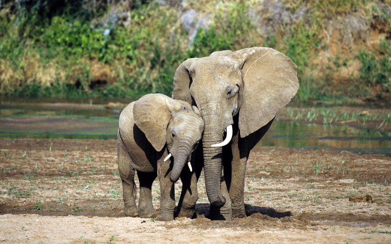 africa, mom elephant, 1080P, love, animals, elephants, beautiful, river, daughter elephant