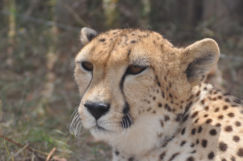 vertebrate, cat, whisker, africa, tanzania, close-up, safari Animals, fast, feline, hunter, endangered Species, nature, big, wildlife, undomesticated Cat