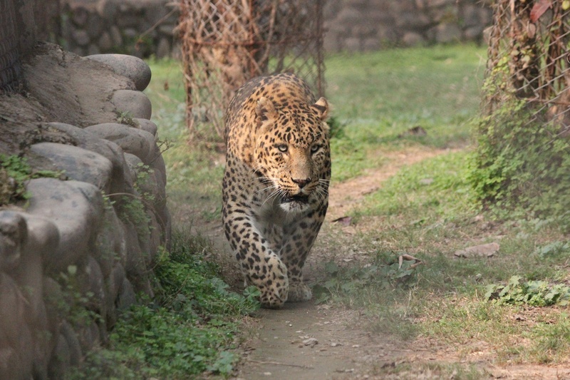 skin, big Cat, one animal, tree, cheetah, walking, mammal, animals In The Wild, wilderness Area, jungle, animal wildlife, spot, plant, leopard, safari