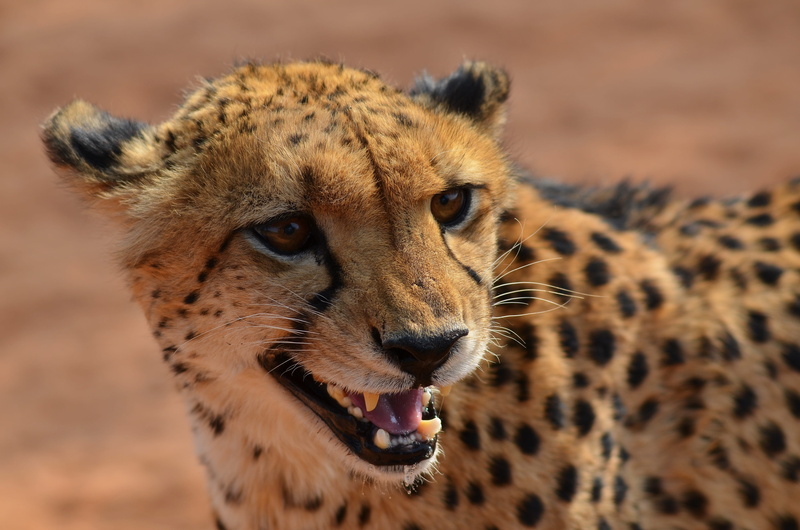 african Cheetah, animal wildlife, predator, safari Animals, photo, serengeti National Park, close, focus on foreground, outdoors, mouth open, savannah