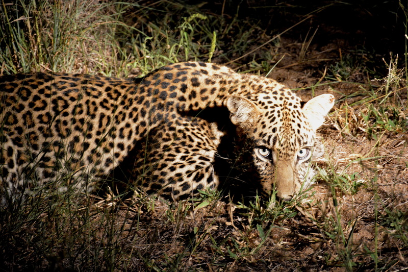 animal themes, day, no people, animal wildlife, plant, mammal, spotted, big Cat, feline, land, two animals, animals In The Wild, wildlife, field, africa